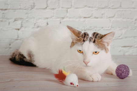 A white cat with brown markings lies on a wooden floor with a purple ball and colorful toys.