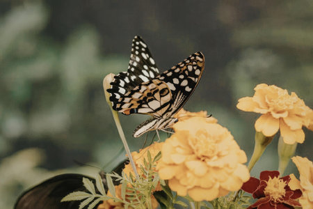 A butterfly perched on a cluster of vibrant yellow flowers in a garden setting.