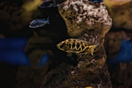 A small fish with yellow and brown stripes swims near a rock formation in an aquarium, with two...