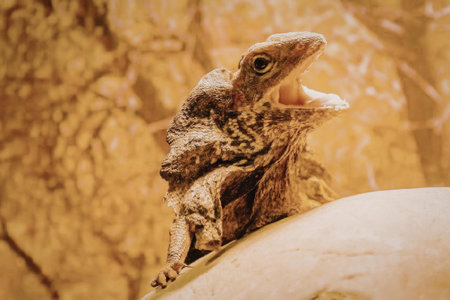 A close-up shot of a lizard with its mouth open, sitting on a rock with a warm orange background.