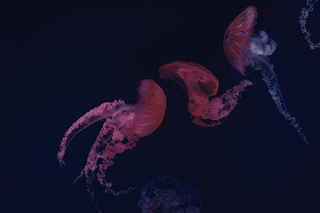 A group of jellyfish swimming in the ocean water, their translucent bodies glowing in shades of pink...