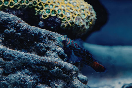 A small, vibrant fish with blue and red fins swims near a coral reef in the ocean.
