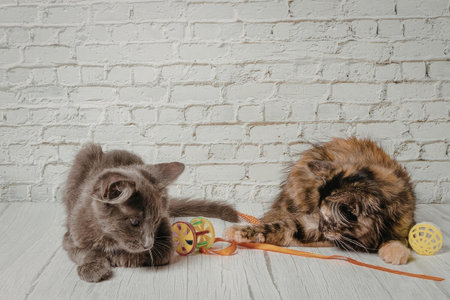 Two cats playing with toys on a white wooden floor against a white brick wall background