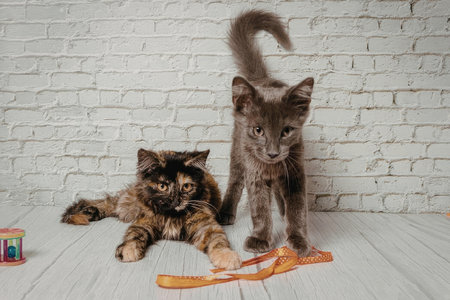 Two adorable kittens playing with a toy on a white wooden floor against a white brick wall...