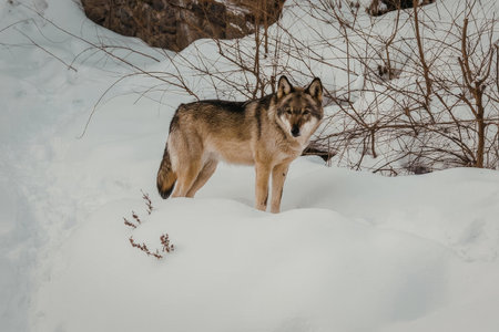 A wolf stands in a snowy landscape with bare trees and rocks in the background.