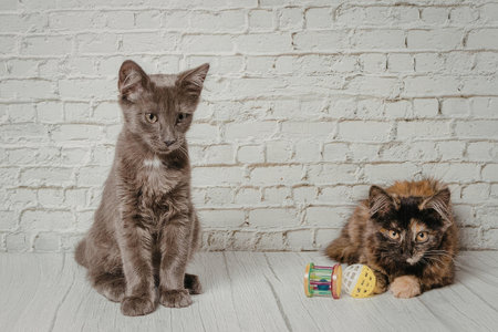 Two adorable kittens are sitting and lying on a white wooden floor against a white brick wall,...