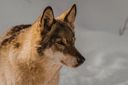 A wolf is shown in a winter landscape, highlighting its thick fur and sharp ears as it gazes to the...