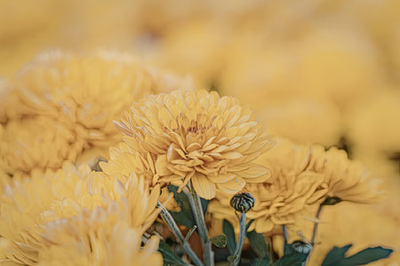 This image showcases a stunning close-up of vibrant yellow chrysanthemum flowers. The flowers are in...