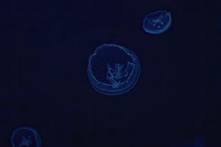 A mesmerizing underwater scene featuring glowing blue jellyfish swimming in the dark depths of the...