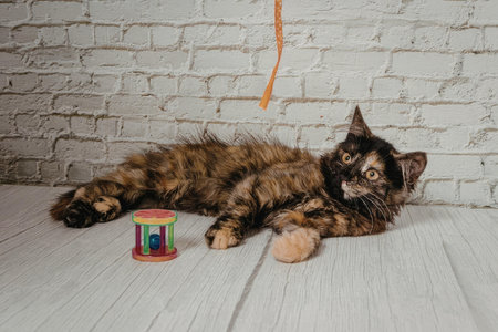 A brown cat lying on the floor with a toyの写真素材