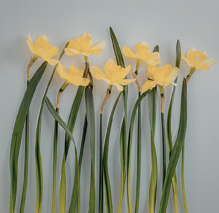 A close-up photo of a bunch of yellow daffodils with long green leaves against a plain white...