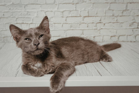 A gray cat lying on a white wooden table with a white brick wall in the backgroundの写真素材