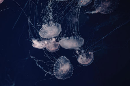 a group of jellyfish swimming in the water with their tentacles hanging down