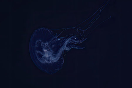 A large purple jellyfish swimming in the dark blue water with its tentacles trailing behind.