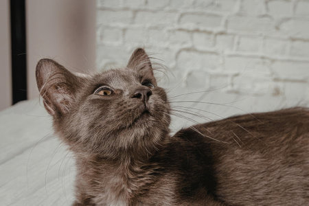 A gray cat with brown eyes and whiskers is looking upwards, possibly at something out of frame. The cat is lying down on a surface with a white brick wall in the background.の写真素材