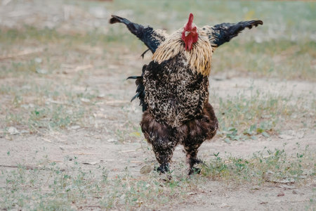 A rooster with black and brown feathers, red comb, and black tail feathers is walking on a patch of...