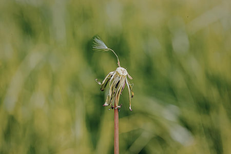 A small plant with a thin stem growing in a field of grass.の写真素材