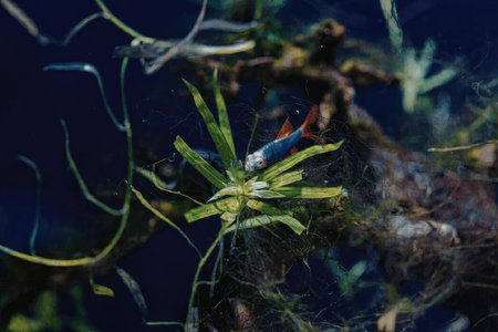 A small blue and red fish swims among green aquatic plants in a body of water.