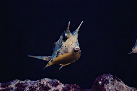 A vibrant yellow fish with distinctive fins swims near a coral reef in the ocean.