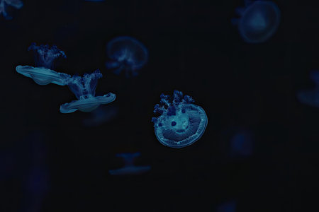A group of blue jellyfish swimming in the dark water, their bioluminescent bodies glowing brightly.
