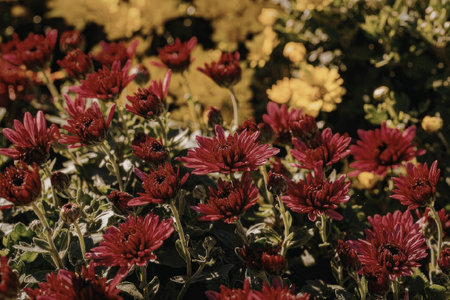 A vibrant cluster of red chrysanthemum flowers with green leaves and yellow flowers in the...