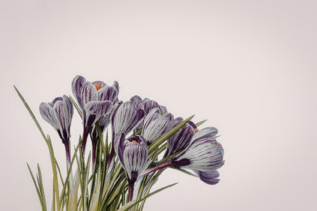 A cluster of vibrant purple crocus flowers with green stems and leaves, set against a clean white background.の写真素材