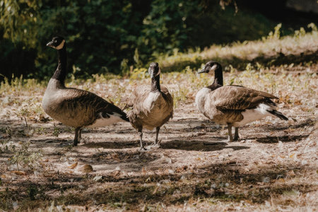 Three geese walking on a grassy field with trees in the background.