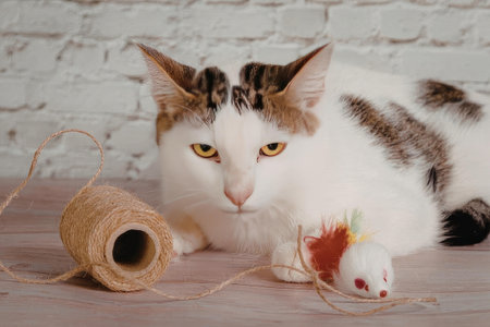A white cat with brown spots lies on a wooden floor, looking at a toy mouse with a red feather and a spool of twine.の写真素材