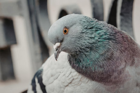 A close-up photograph of a pigeon's head and neck, showcasing its distinctive features.