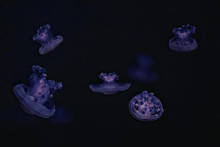 A group of glowing purple jellyfish swimming underwater in the dark ocean.
