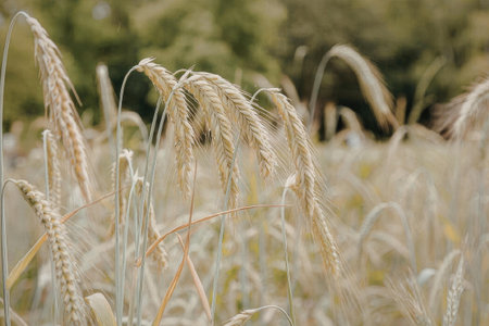 A serene image of a wheat field in summer with golden wheat grains swaying gently in the breeze.