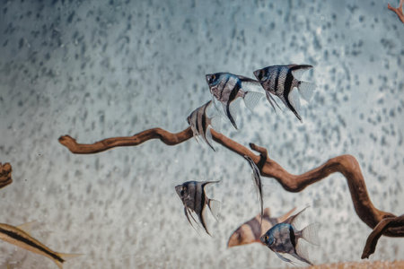 An image of fish swimming around a decorative branch in an aquarium tank.