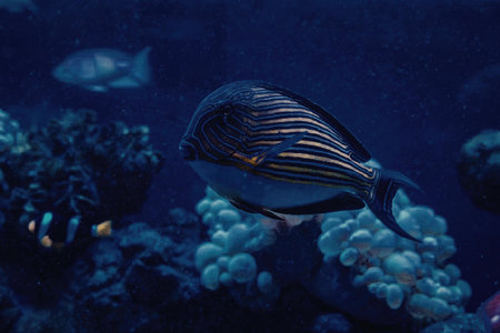 A vibrant fish with blue and yellow stripes swims near a coral reef in the ocean.