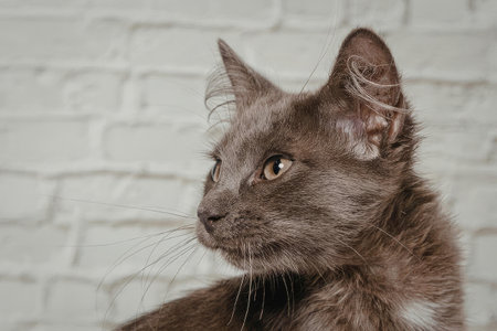 A close-up shot of a gray cat with yellow eyes sitting in front of a white brick wall, looking to...