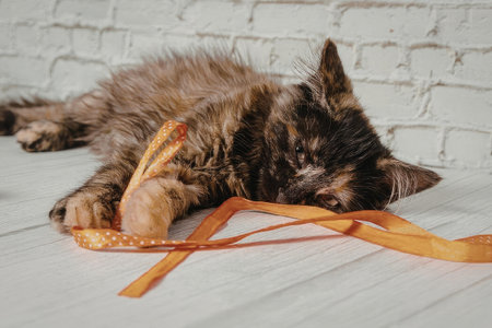 A tortoiseshell kitten playing with an orange ribbon on a white wooden floor.