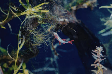 A small pink fish swims near a cluster of green aquatic plants and a dark object in a blue body of...