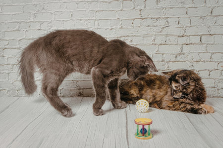 Two cats are playing on the floor with toys. One cat is standing and the other is lying down.の写真素材