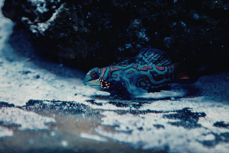 A small blue fish with vibrant patterns swims near the ocean floor, surrounded by rocks and sand.の写真素材