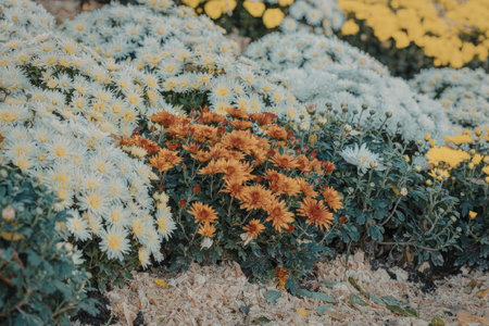 A colorful garden bed filled with blooming chrysanthemums in shades of white, yellow, orange, and...