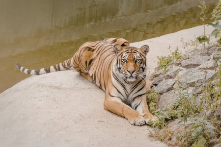 A tiger is lying on a rock, looking directly at the camera with its front paws stretched out in...