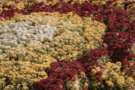 A colorful garden display featuring a variety of chrysanthemum flowers in shades of red, yellow, and...