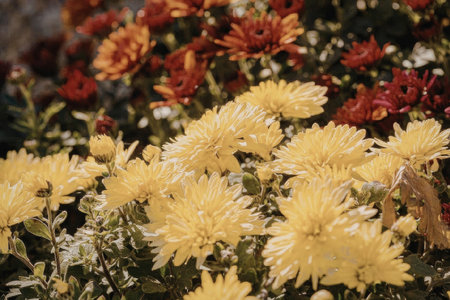 A close-up image of bright yellow and orange chrysanthemum flowers in a garden, showcasing their vibrant colors and delicate petals.の写真素材