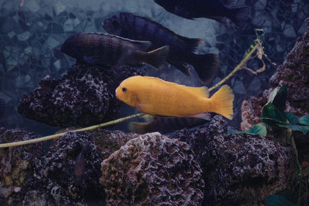 An orange fish swims near coral and seaweed in an aquarium.