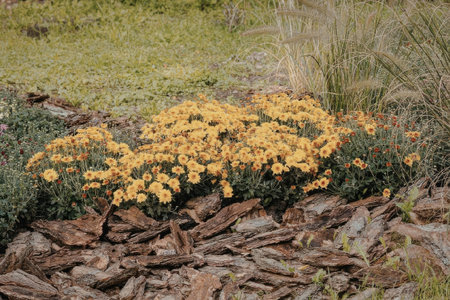 A cluster of vibrant yellow flowers grows in a garden bed, surrounded by wood chips and other greenery.の写真素材