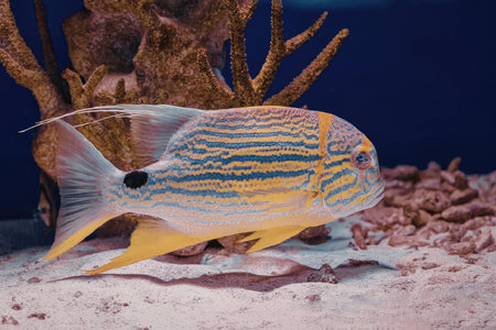 A vibrant yellow fish with blue stripes swimming near the bottom of an aquarium, with coral and pink...
