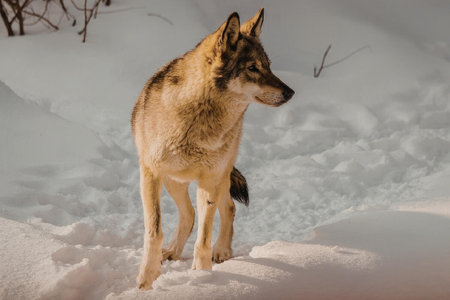 A wolf stands in a snowy landscape, looking to the right. The wolf has a thick coat of fur, with...