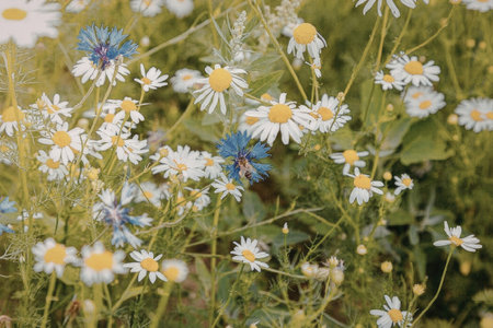 A vibrant field of white daisies on a sunny day