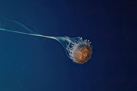 A large brown jellyfish with a distinctive shape and long tentacles swimming in the deep blue ocean...