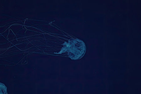 A large blue jellyfish swimming underwater with its tentacles trailing behind it in the deep blue...