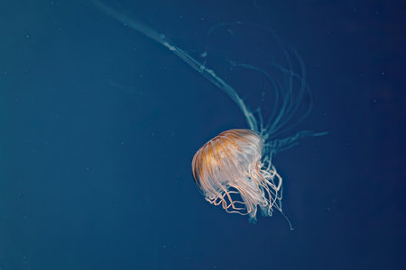 A jellyfish with a translucent body and long tentacles swimming in the blue ocean water.